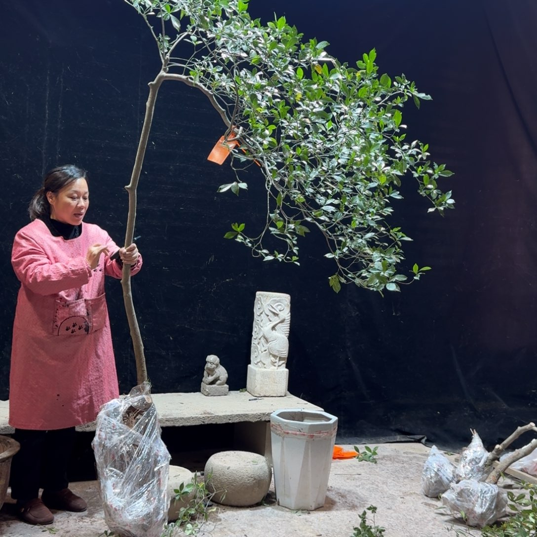 回***点完全开放栀子花造型树一物一拍