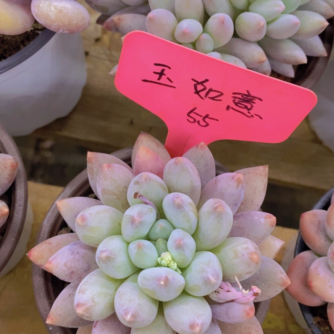 快乐至上，开心无价，一物一拍