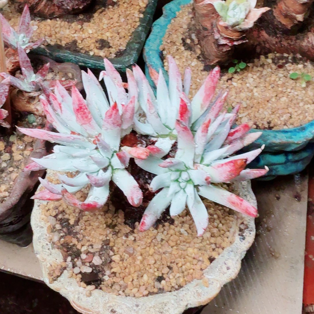 8668奴婢仙女杯多肉