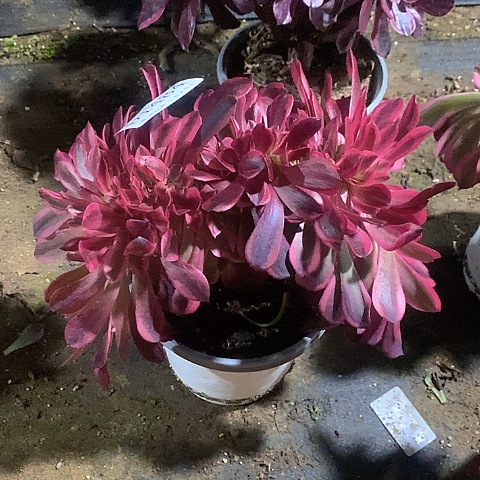 1484美杜莎多肉缀化