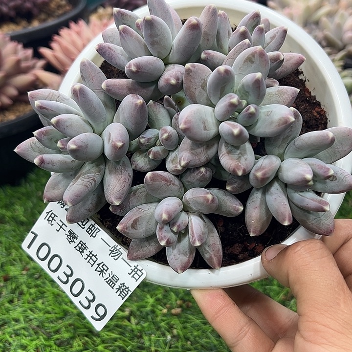 1003039 松果美人群生7头胖体14厘米