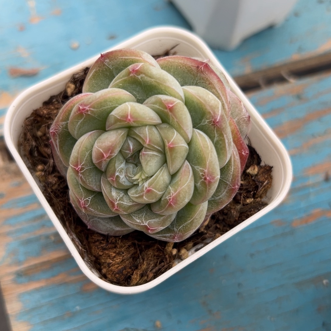 多肉植物一物一拍（99号）