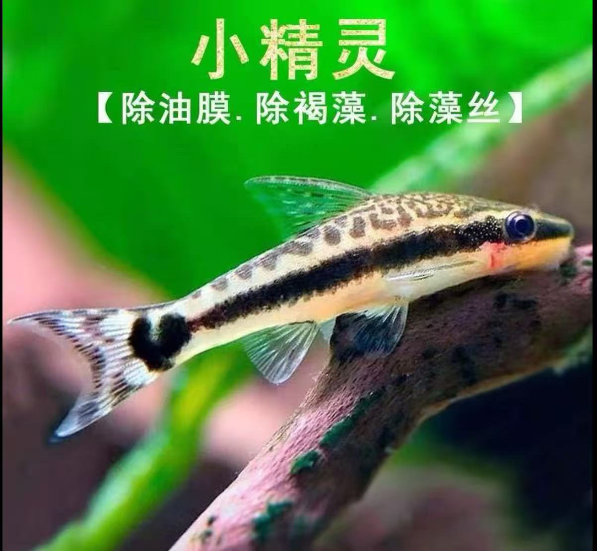 小精灵·老虎小精灵·耐寒除藻工具鱼原生观赏鱼活体·无开箱不售后