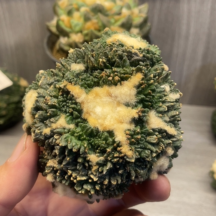 哥斯拉群7公分无根1227