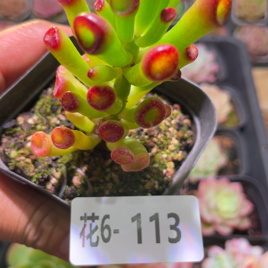 花利美6-113吸财树