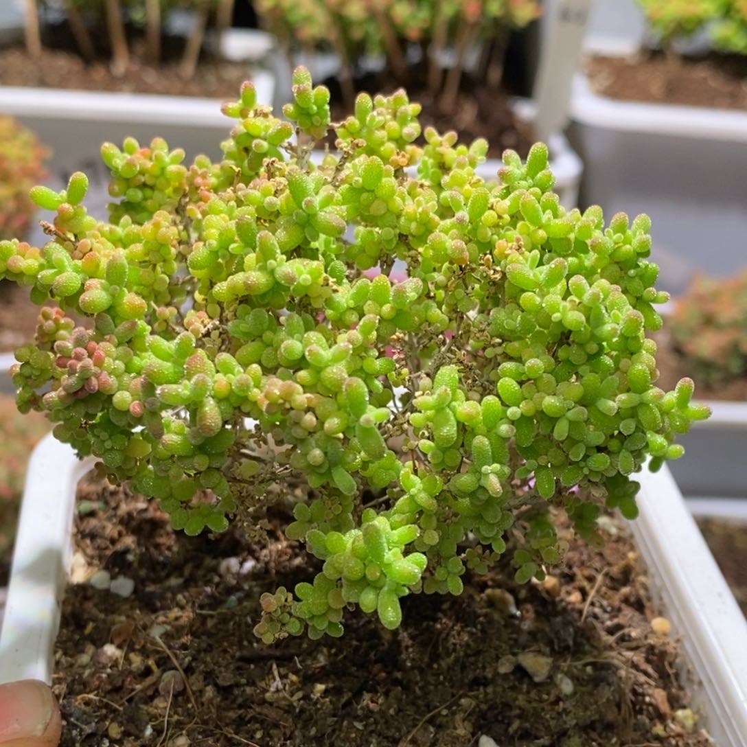 小小米枝干番杏A796