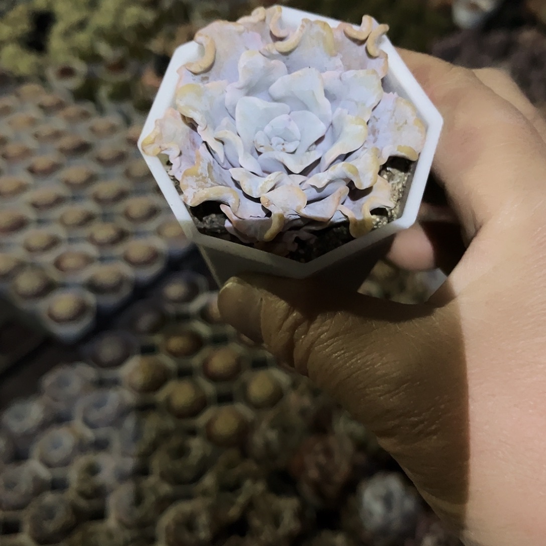 风***飘43多肉自己家元宵节快乐