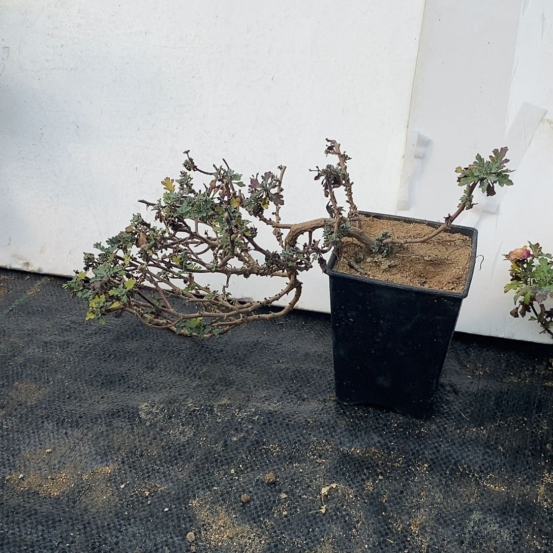 南****完全开放野知白峰