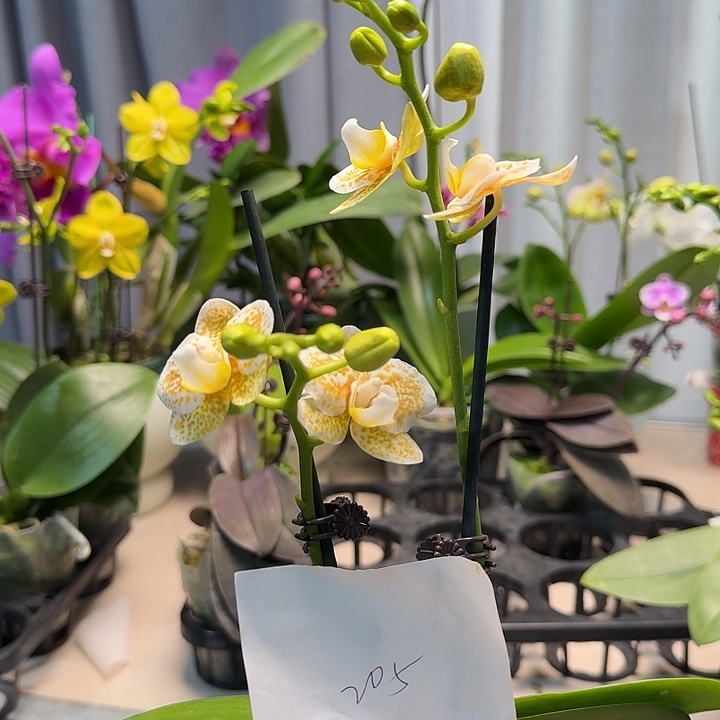 H***j大部分开放少量花苞205