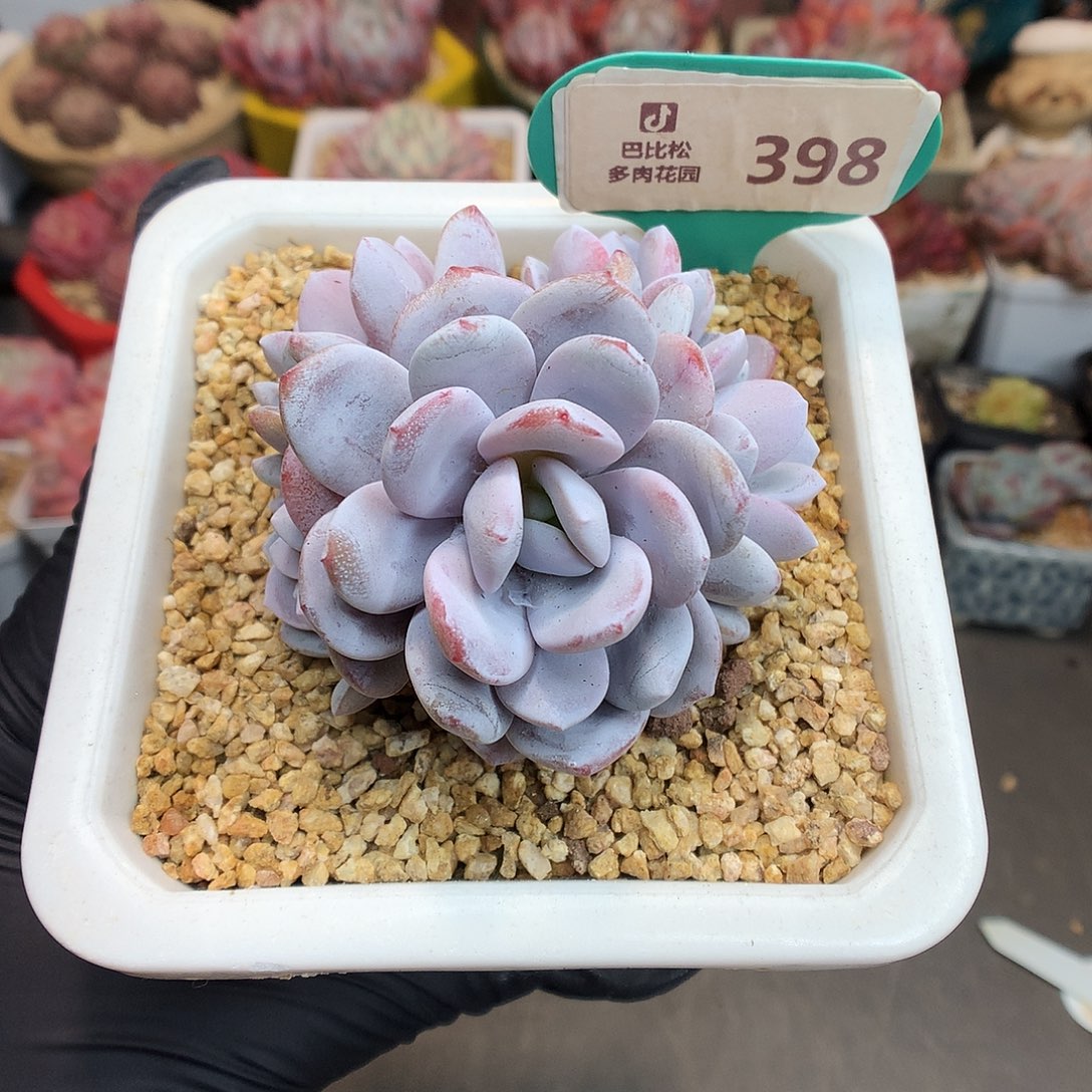 398 雪莲群多肉多肉