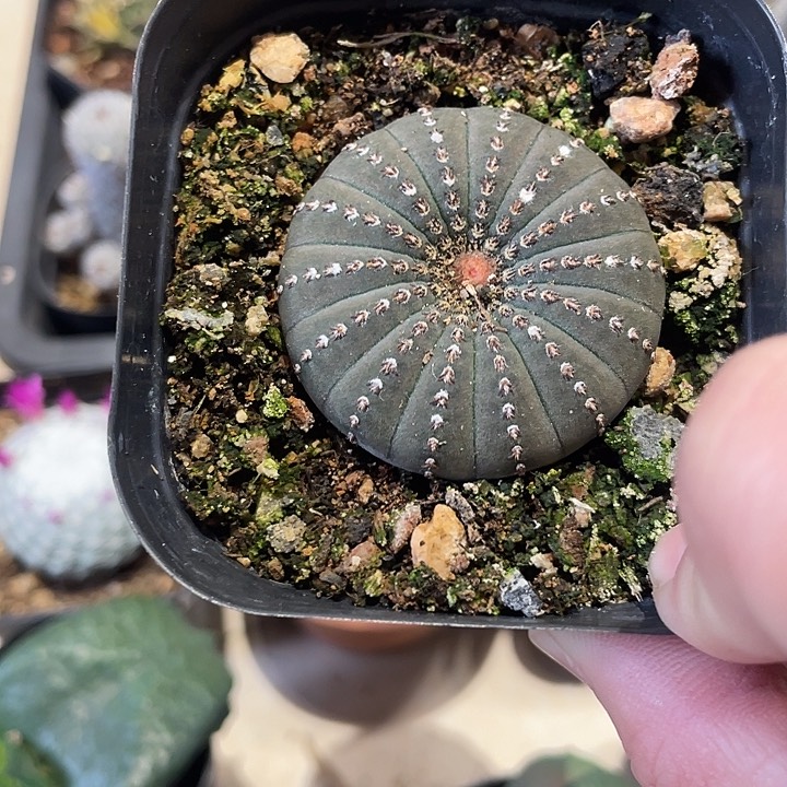 实生士童仙人球一颗