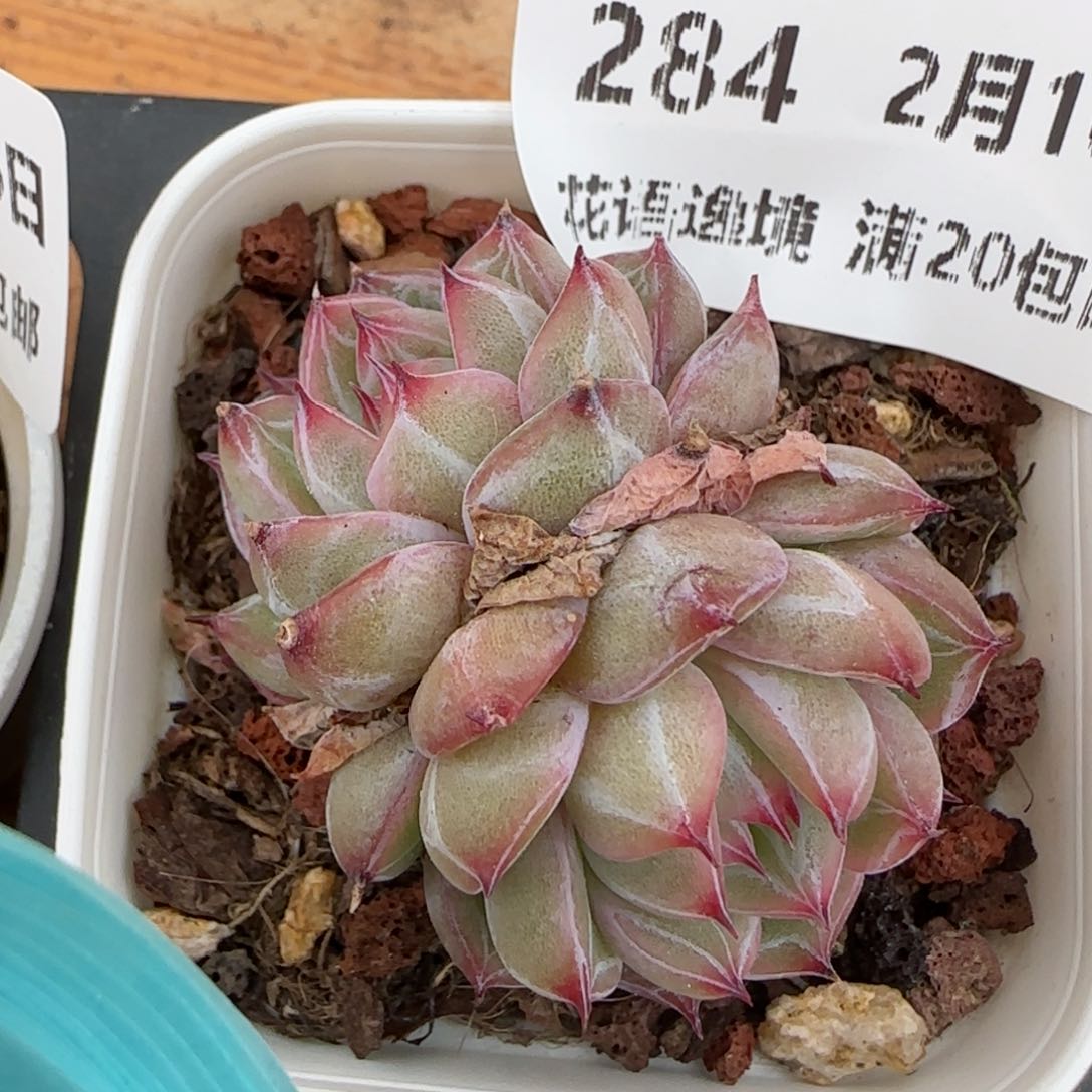 花语逸境0216-284