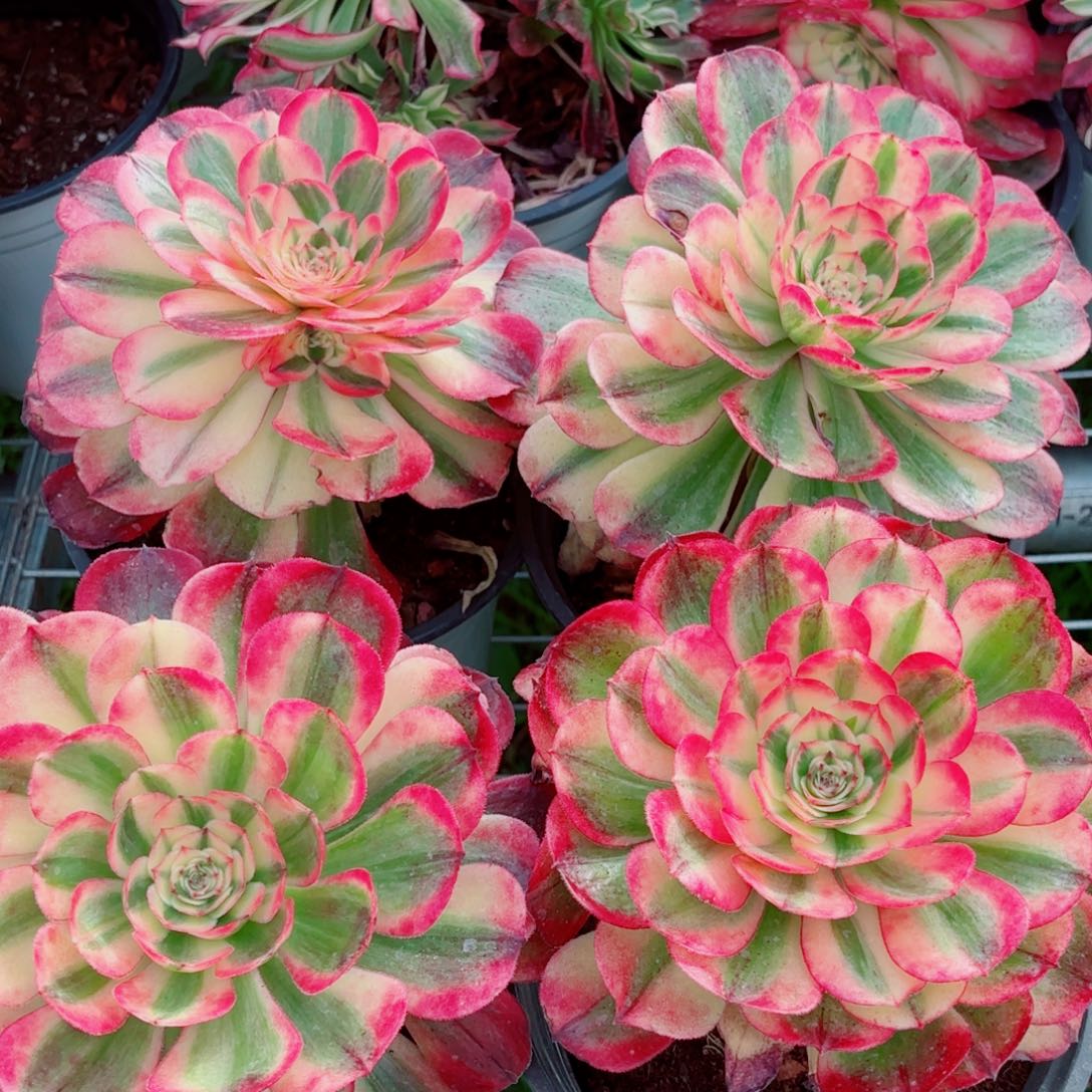 模特海神量拍多肉法师一个（送两个砍头）