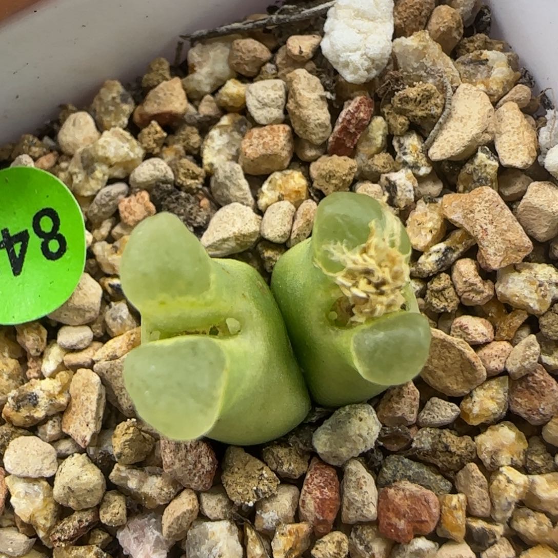 超级奶瓶sb1411多肉842