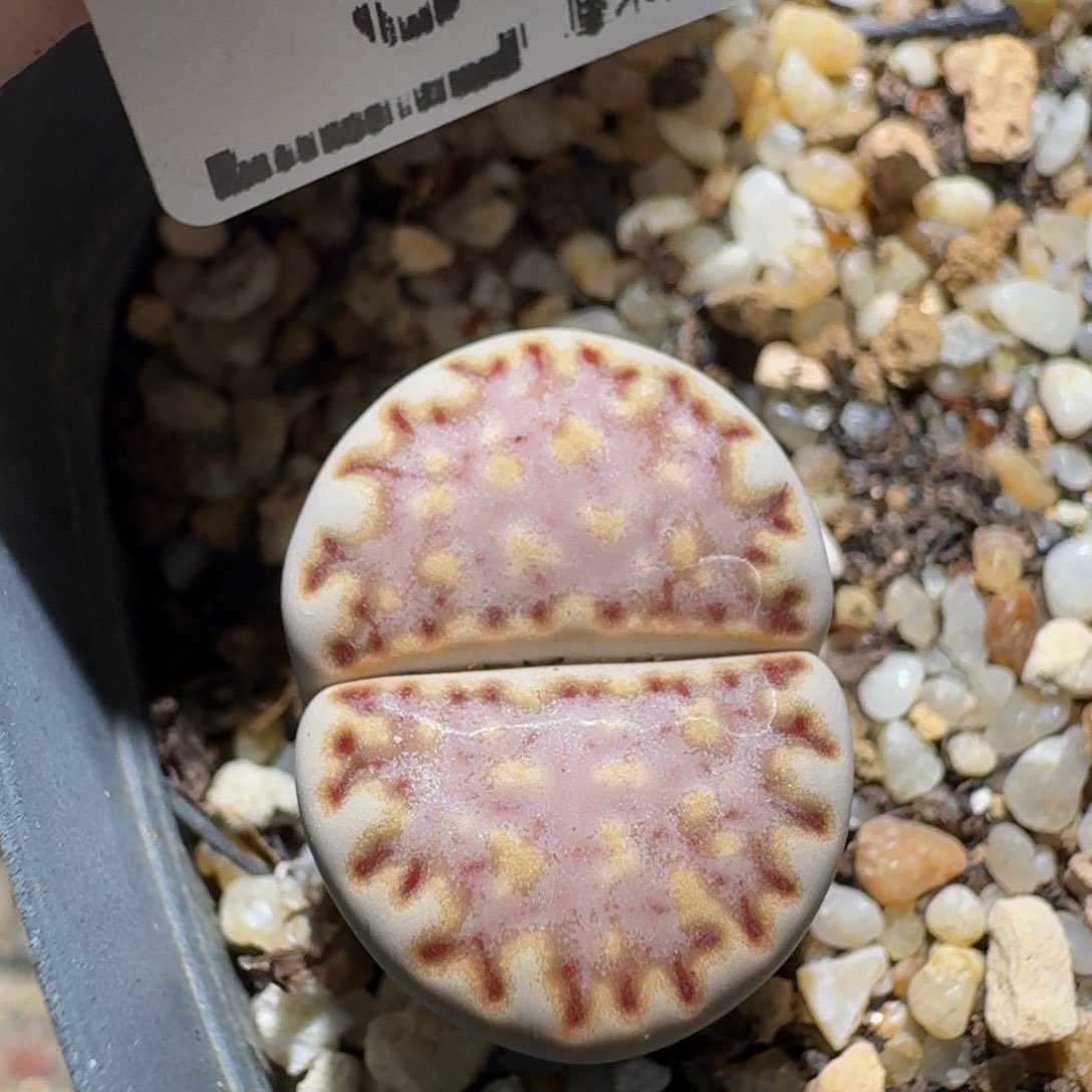 zzzx生石花肉锥565