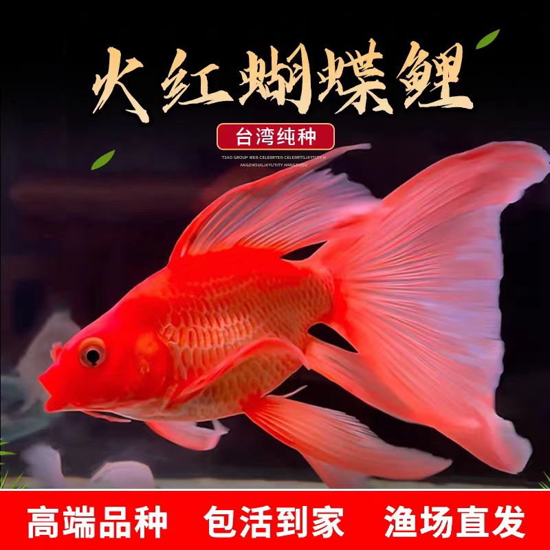 蝴蝶鲤鱼11-13红蝴蝶精品包活到家好养蝴蝶鲤观赏鱼