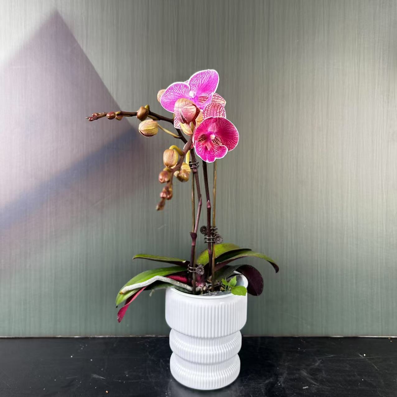 【花之漫】两颗（性感）3.0寸杯双剑蝴蝶兰盆栽