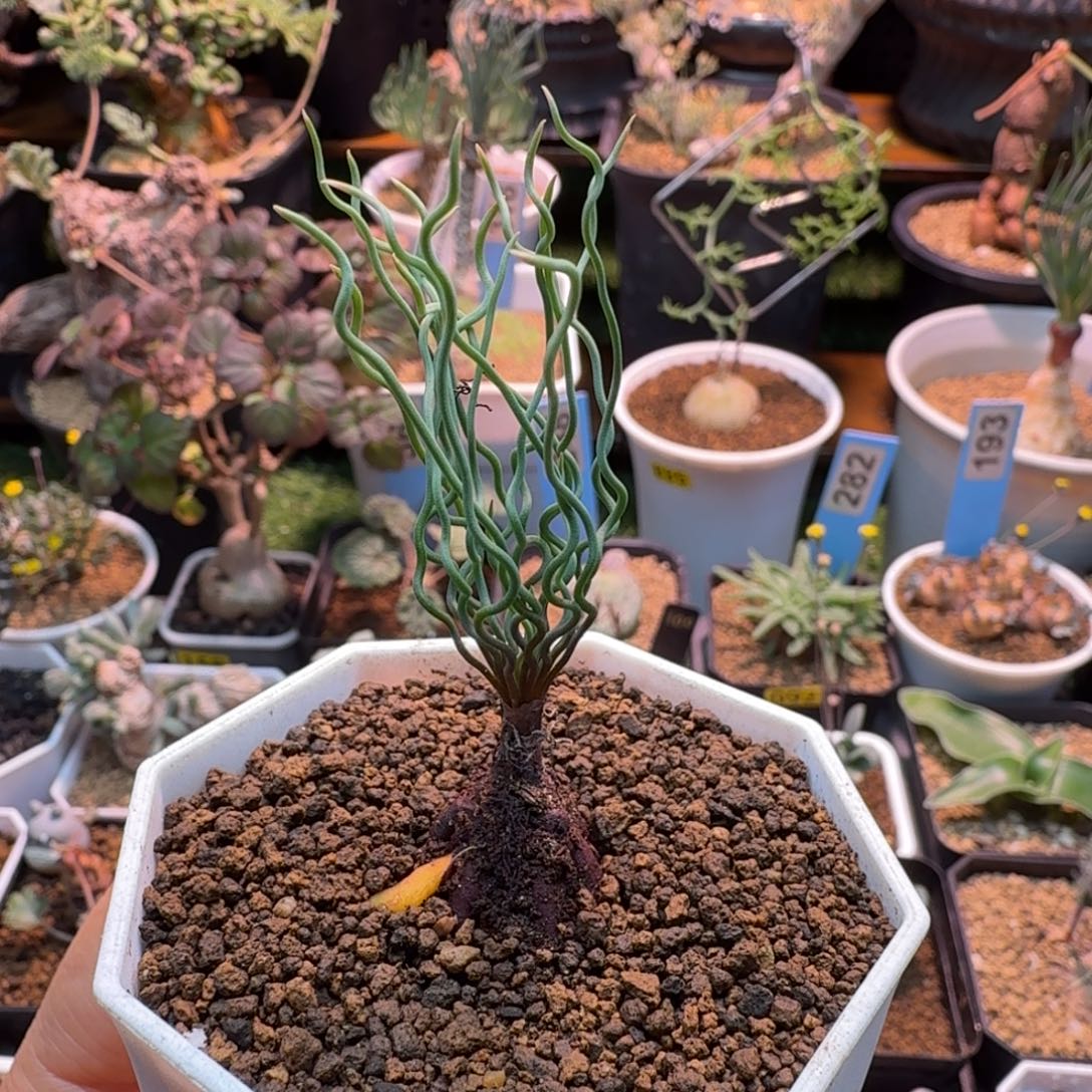 方便面弹簧草845 仙人掌