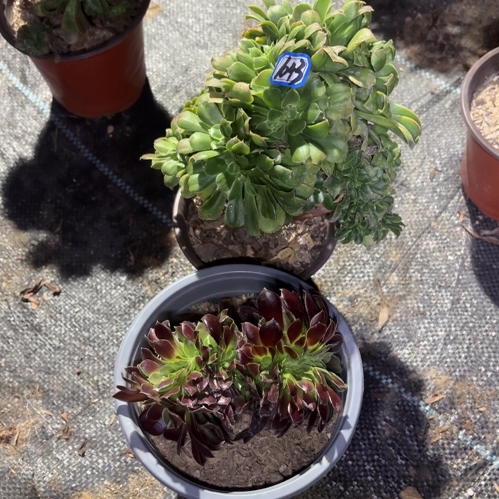 组合1043一物一拍多肉