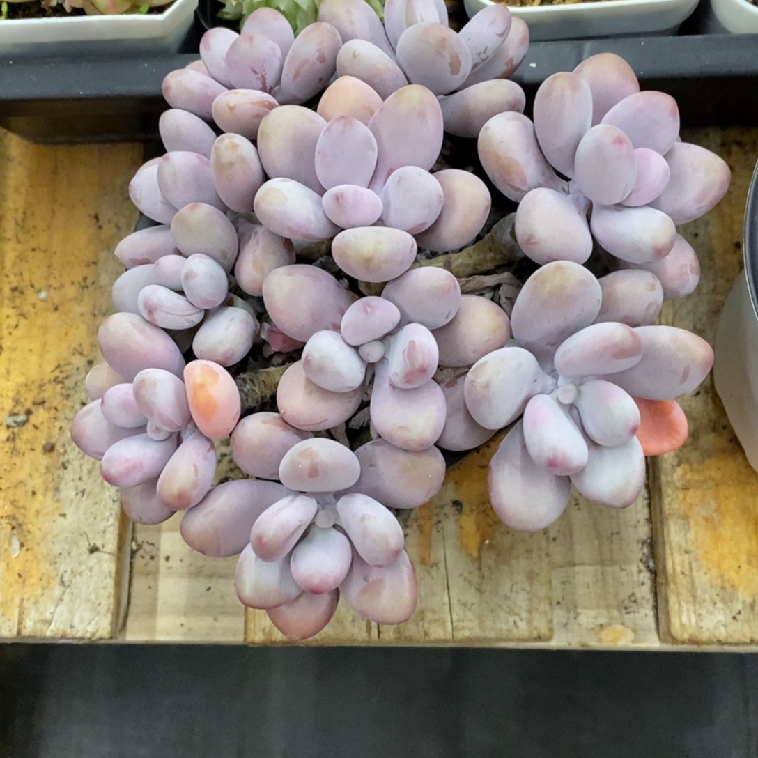 精品多肉一物一拍不包整67