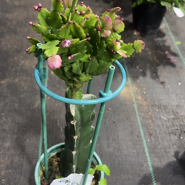 @***@当前无花栽培后可以开花