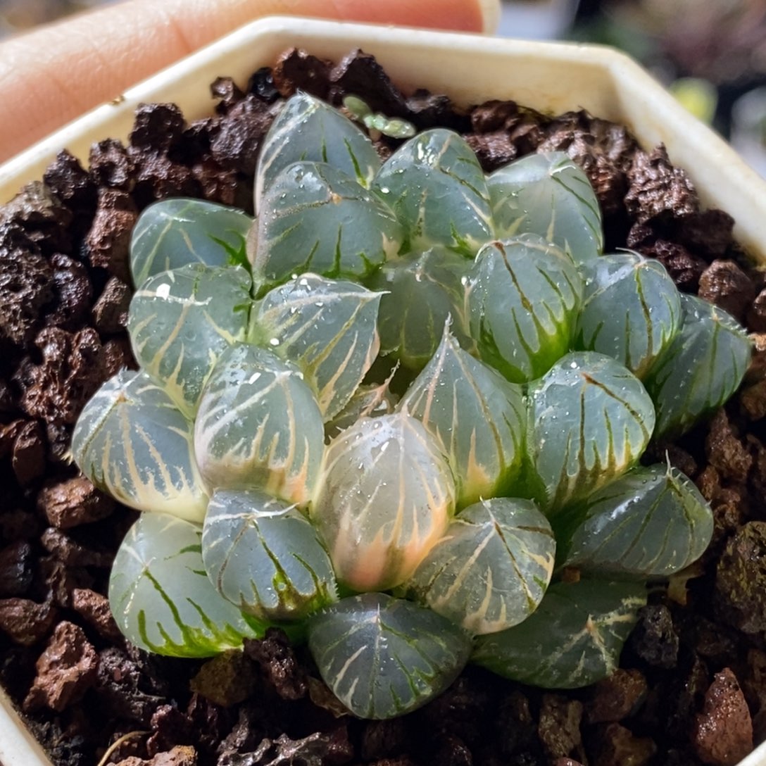 597号霓虹灯玉露锦