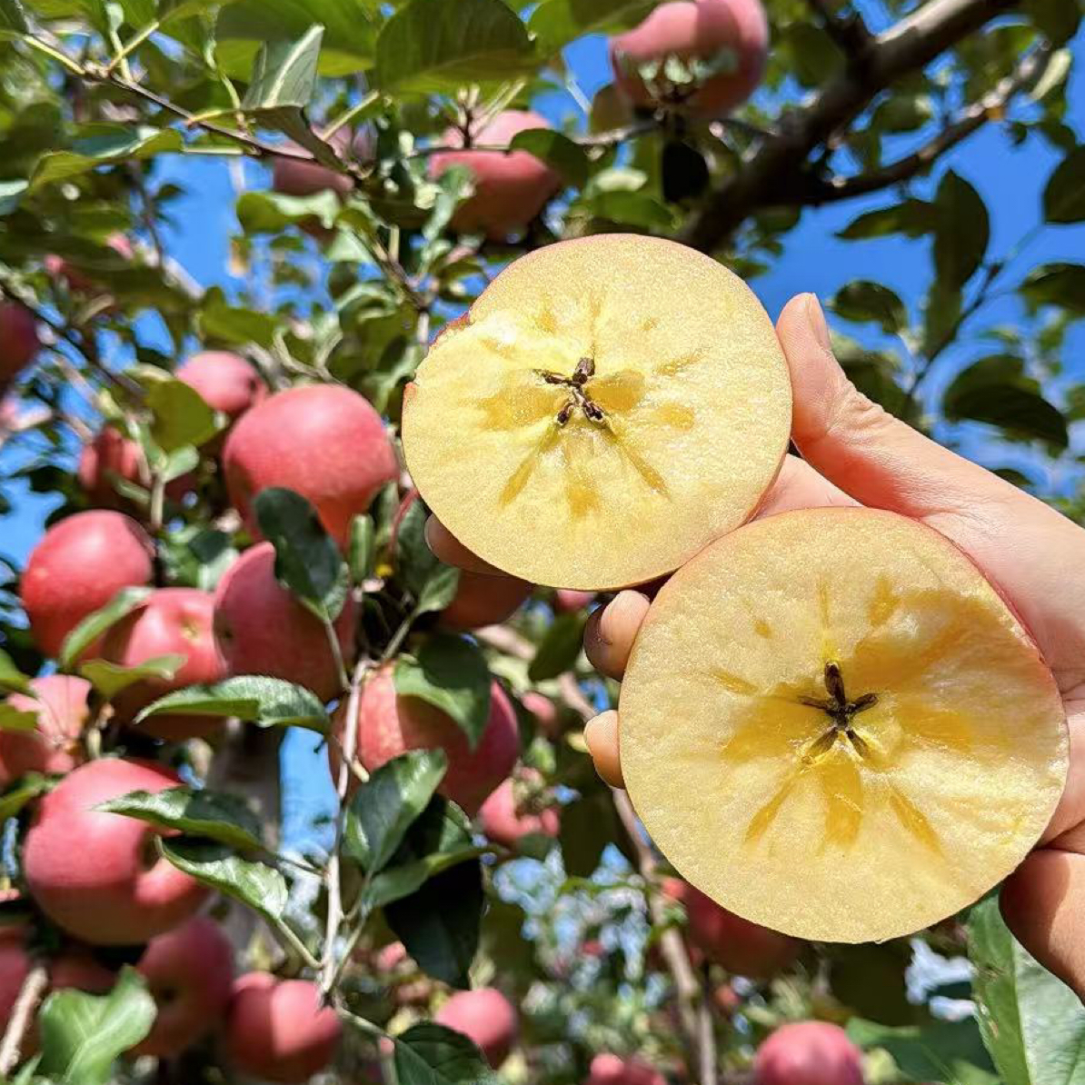 【精选专属】云南昭通晚熟冰糖心丑苹果/新鲜采摘/脆甜多汁/5斤装