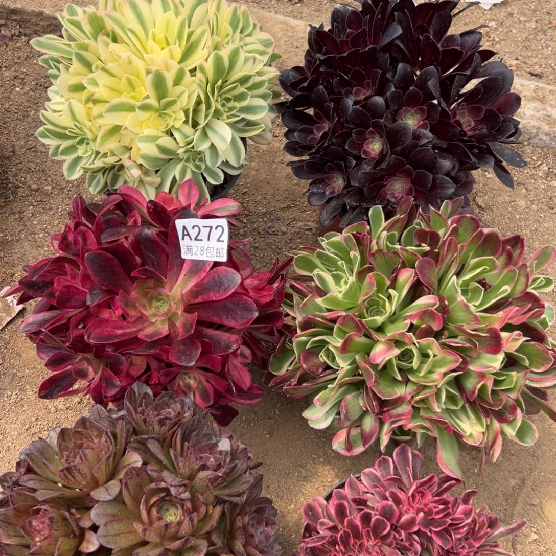272多肉  6颗           