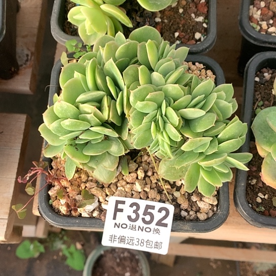 星娜塔缀化352 退款拉黑7-8天发货