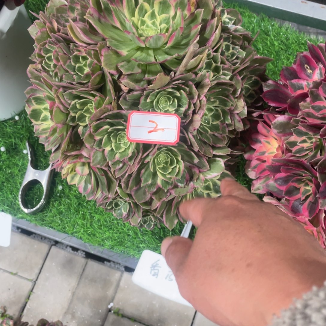 冷***锋法师多肉葡萄和茶