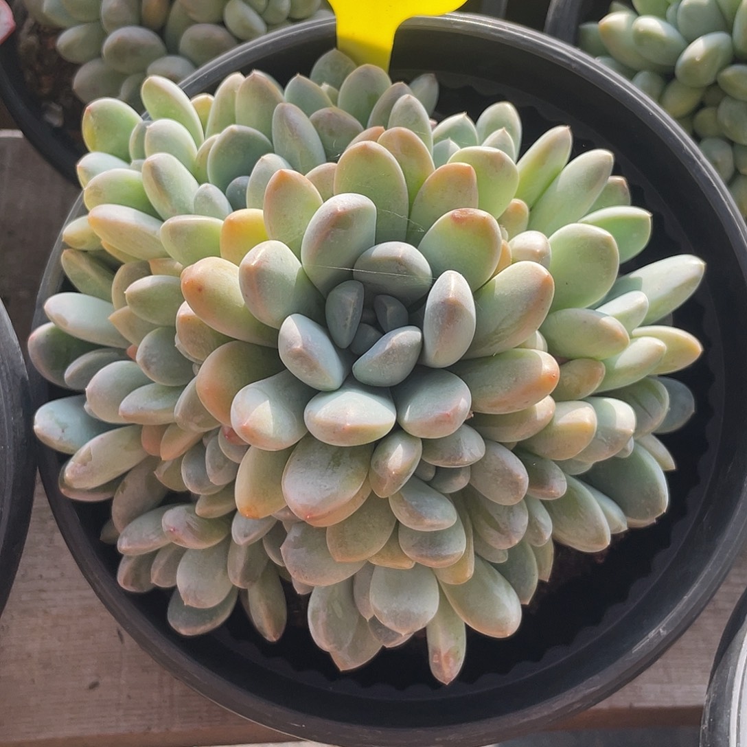 奶酪香玉多肉植物701