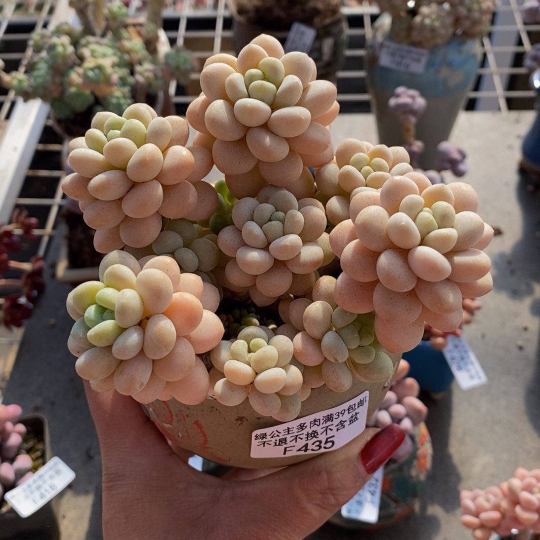 洛可可435/10cm多肉