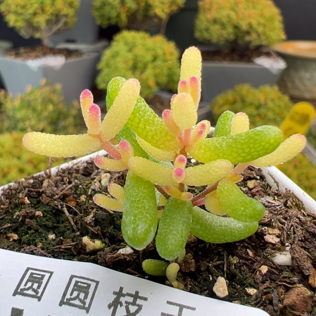dy3770糖球黄化锦冠幅2.5