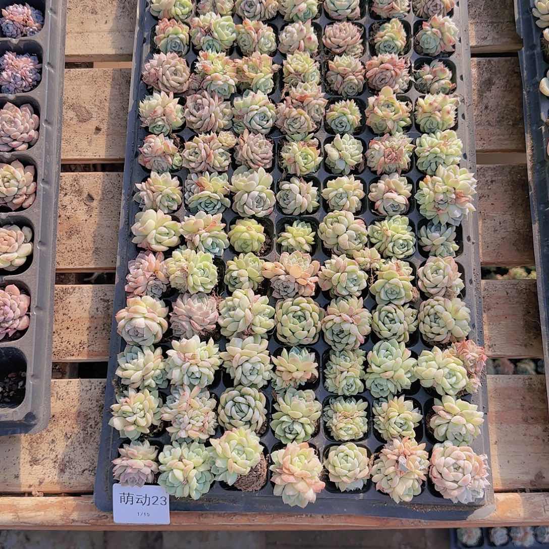 直播一物一拍多肉23