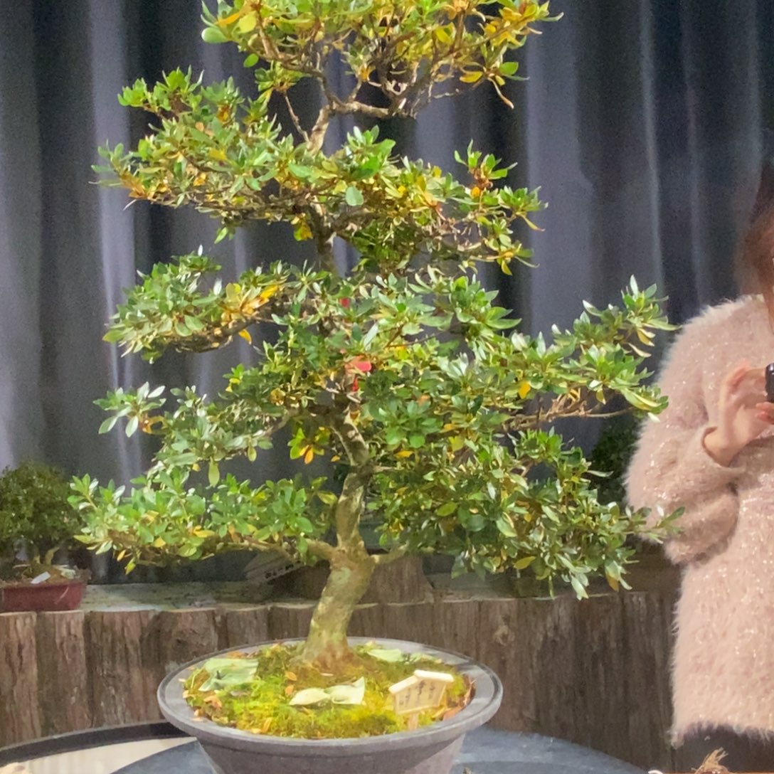 无花朵梦未来。杜鹃。