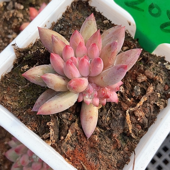 多肉植物虞美人2085