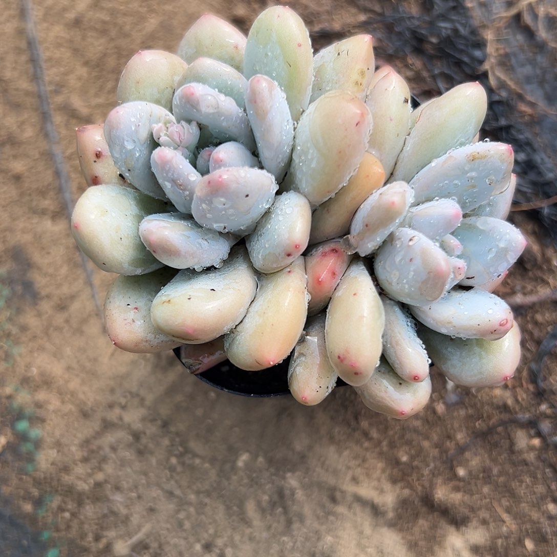 多肉植物香水双头