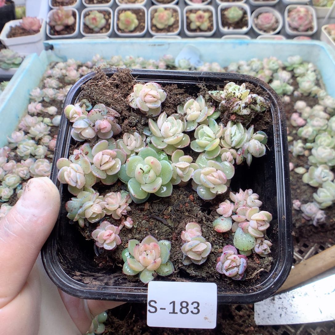 无花朵S183干冰一英语