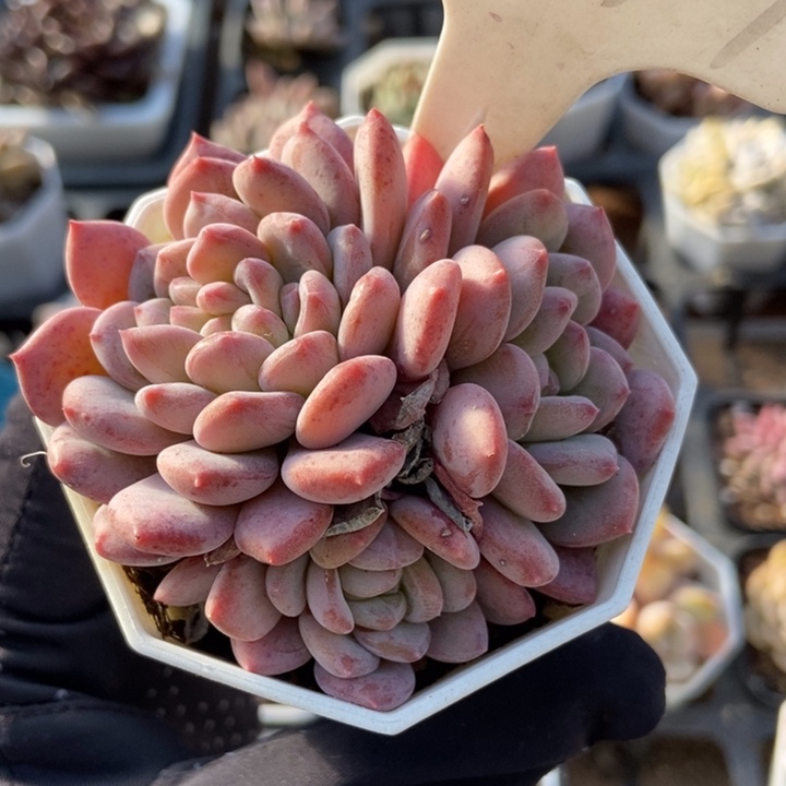 1041粉珍妮多肉植物保护