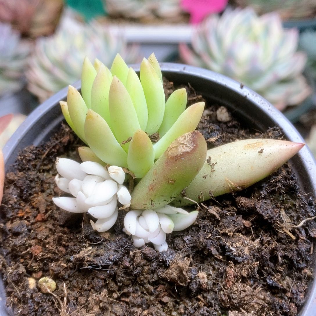 194千佛手锦锦锦锦锦锦