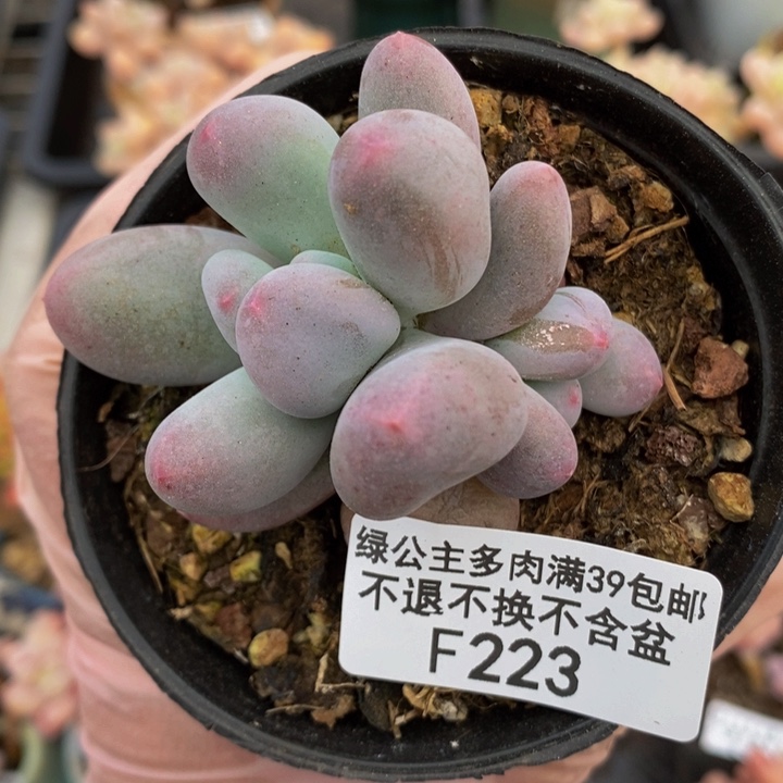 米可奶6cm223多肉植物