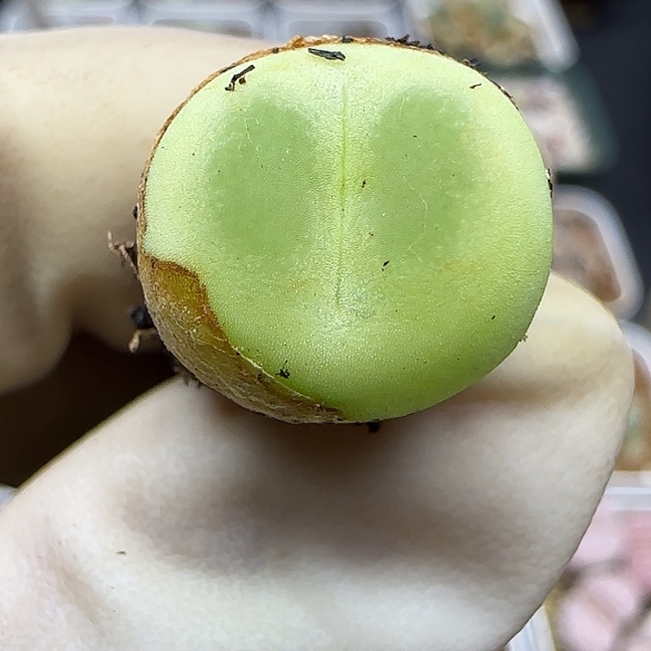 1240福利福利福利