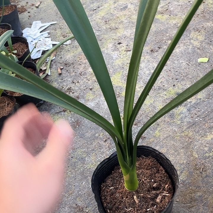 狠***腿完全开放黄花绿心君子兰1