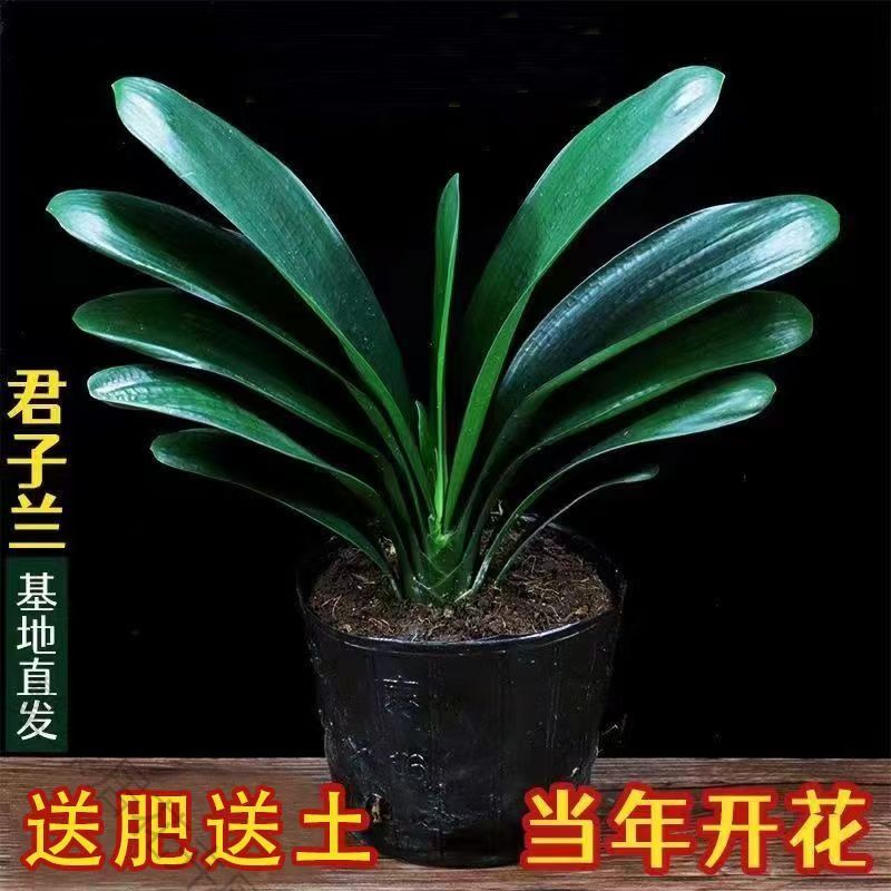 室内君子兰客厅四季常青好养绿植花卉盆栽吸甲醛