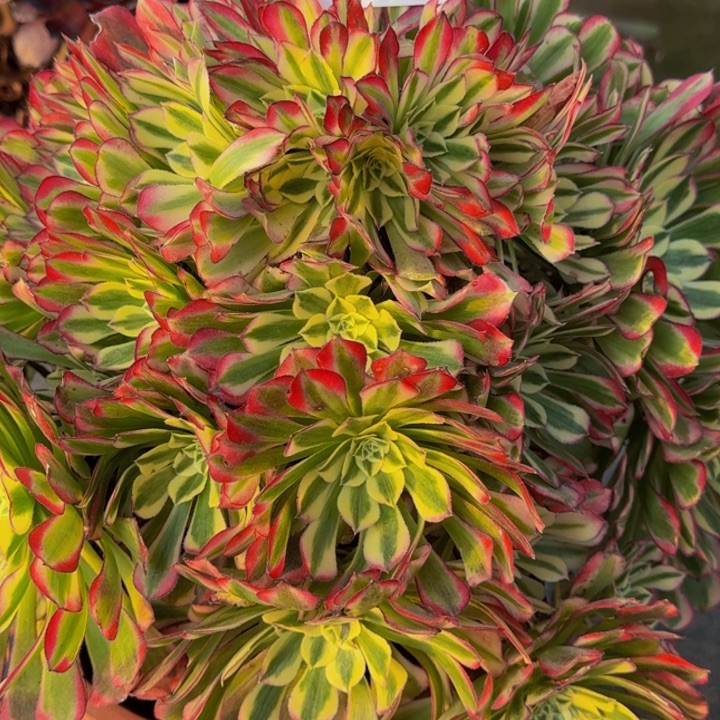 0000000000014绿体铜壶