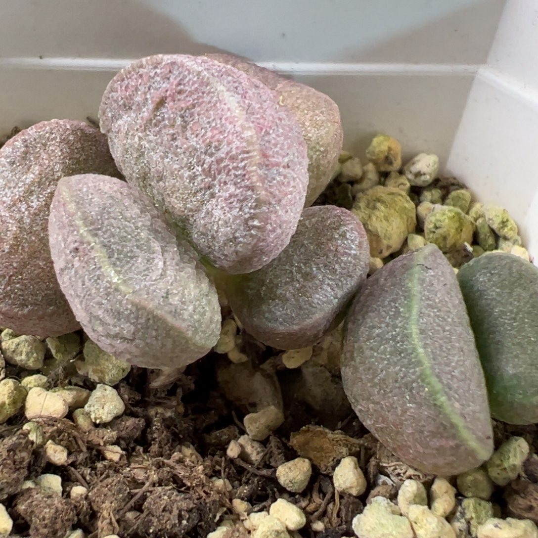 实生新品多肉植物水泡多肉植物