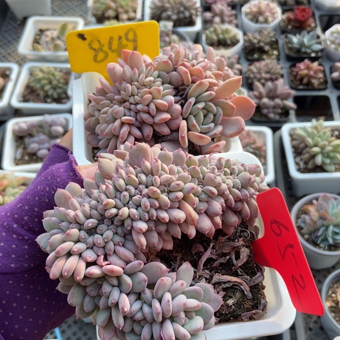 849 652粉珍妮缀多肉植物