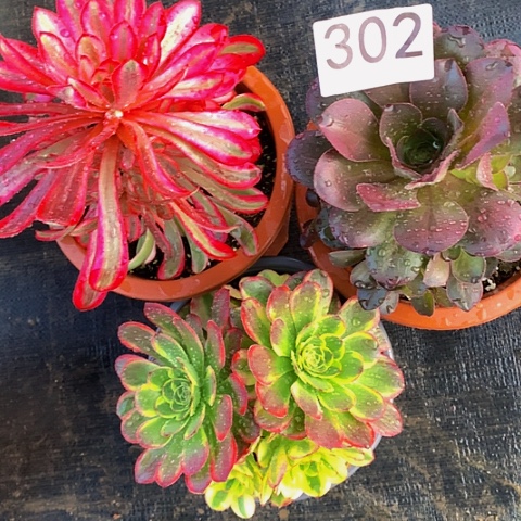 魅金奶白白月光302法师多肉