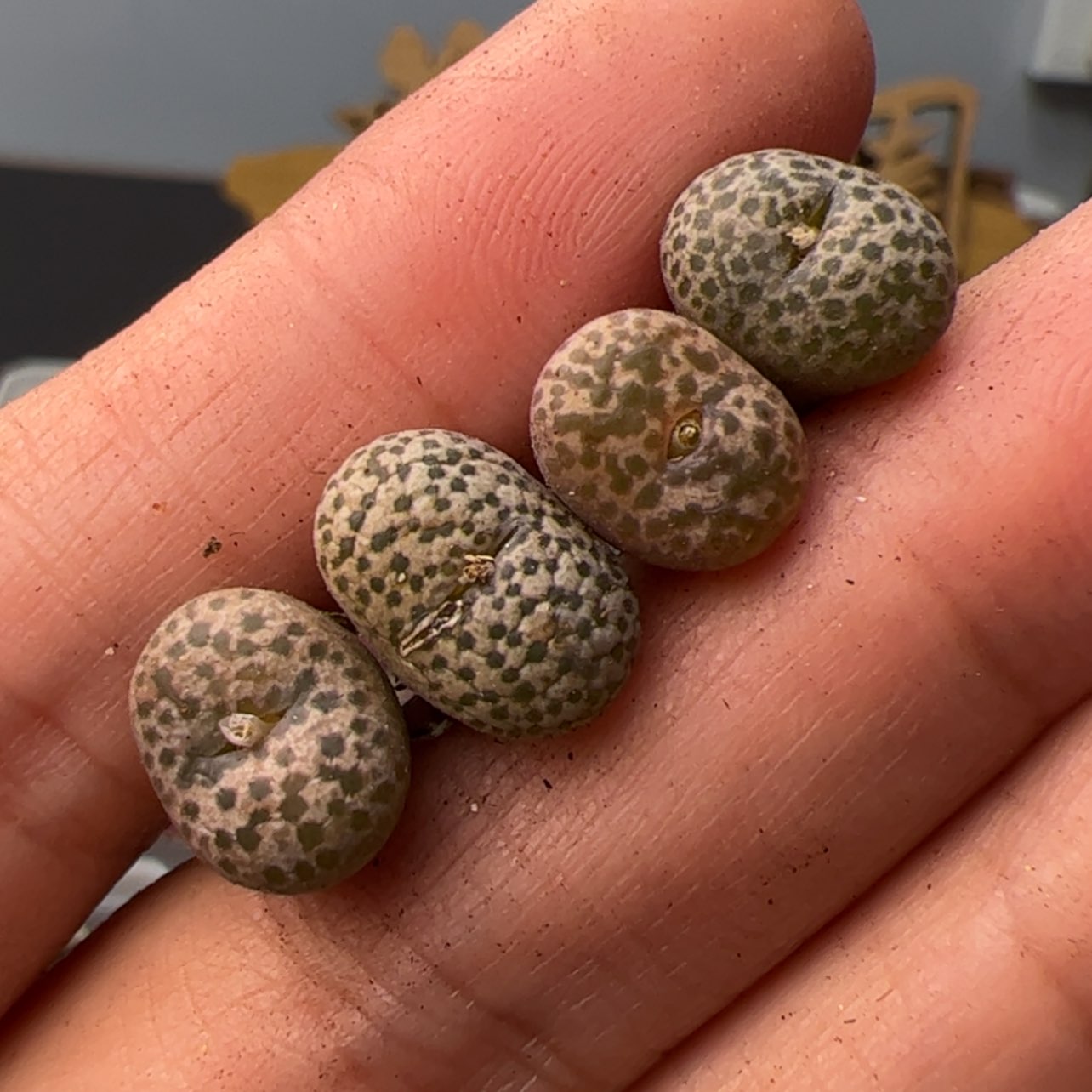 【闪购商品】00000013豹纹鸟