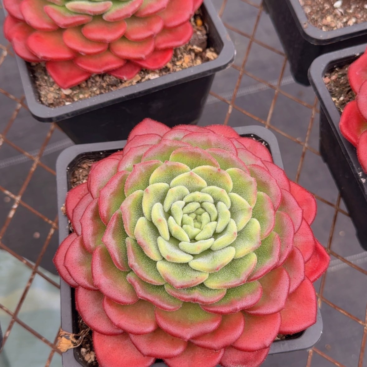 【闪购商品】母本卡罗尔49.9